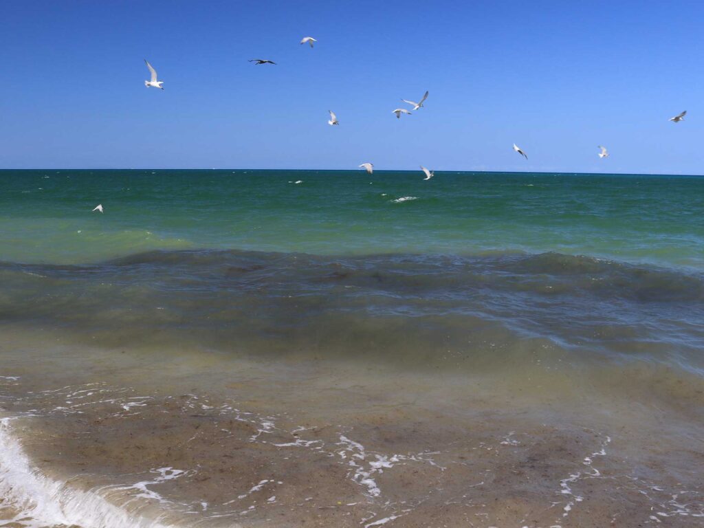 Birds along the coastline