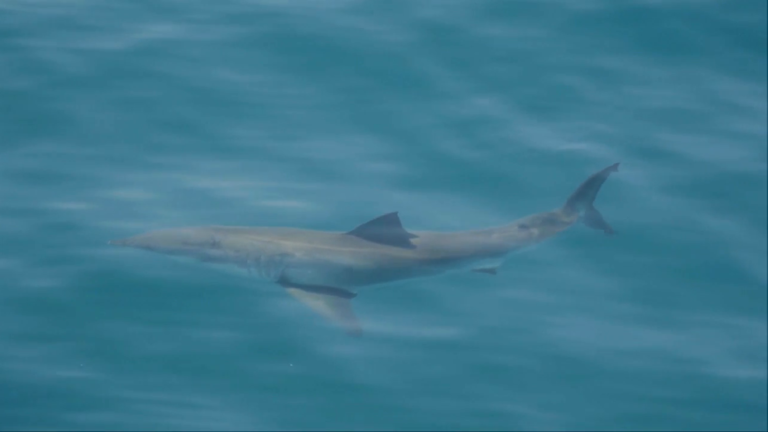 Tourist Dies from Shark Attack After Losing Leg While Swimming Near Catamaran