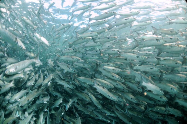 Angling Adventures: Exploring Florida’s Fall Mullet Run