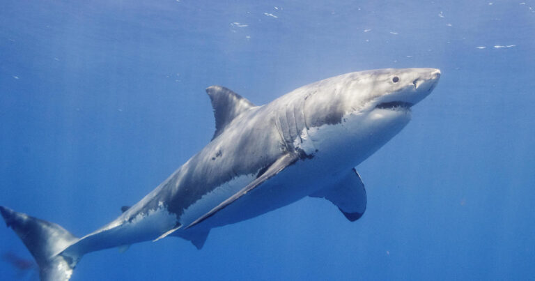 Tourist Dies After Losing Leg in Shark Attack While Sailing Near Canary Islands