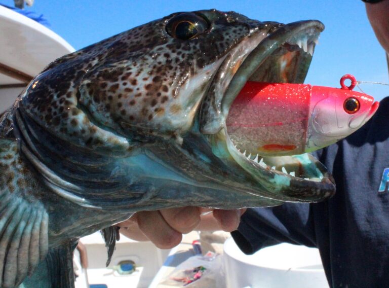 California Lingcod Swimbait Fishing Techniques | Sport Fishing Magazine