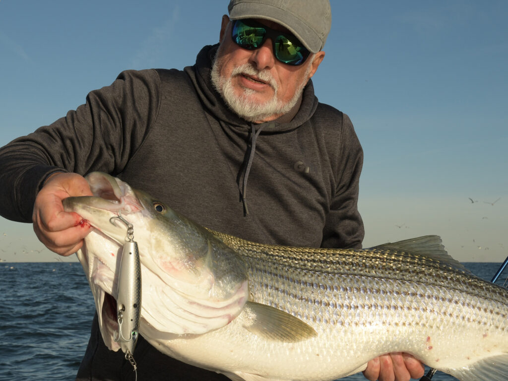 striped bass on a popper