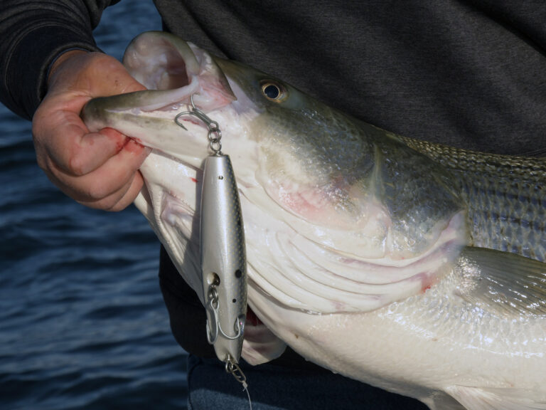 Tackle Review: Outcast Lures | Sport Fishing Magazine