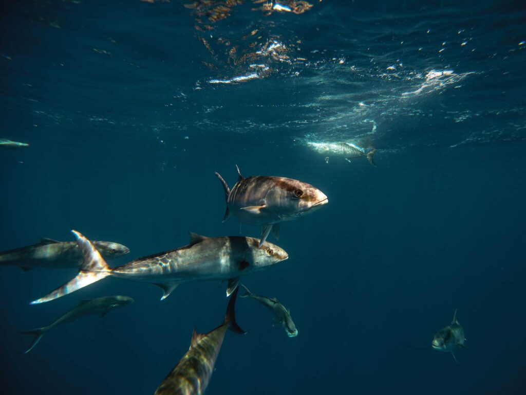 Amberjack in the Gulf of Mexico